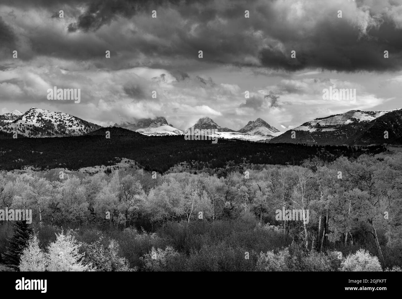 USA, Wyoming. Caduta Aspen alberi e Teton montagne come visto da ovest Foto Stock