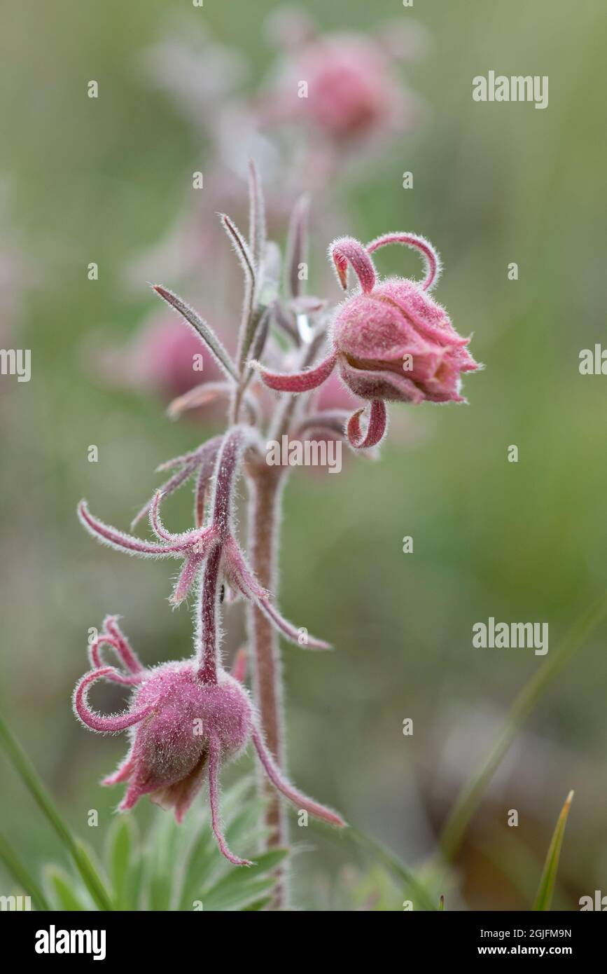 USA, Wyoming. Prairie Smoke, parco nazionale di Yellowstone. Foto Stock