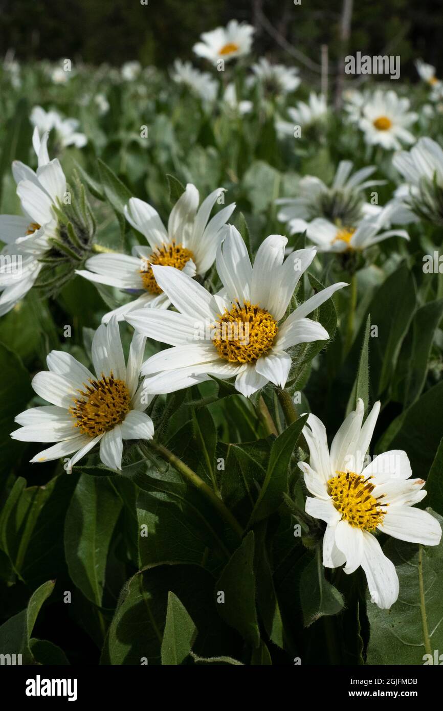 USA, Wyoming. White Mules Ears (Wyethia helianthoides) in un prato, Yellowstone National Park. Foto Stock