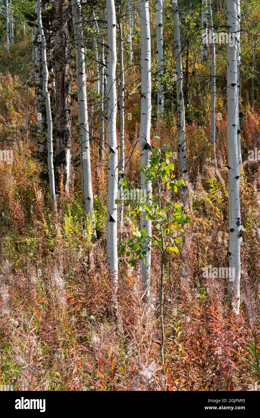 USA, Wyoming. Aspen e le alghe artificiali, Medicine Bow National Forest. Foto Stock