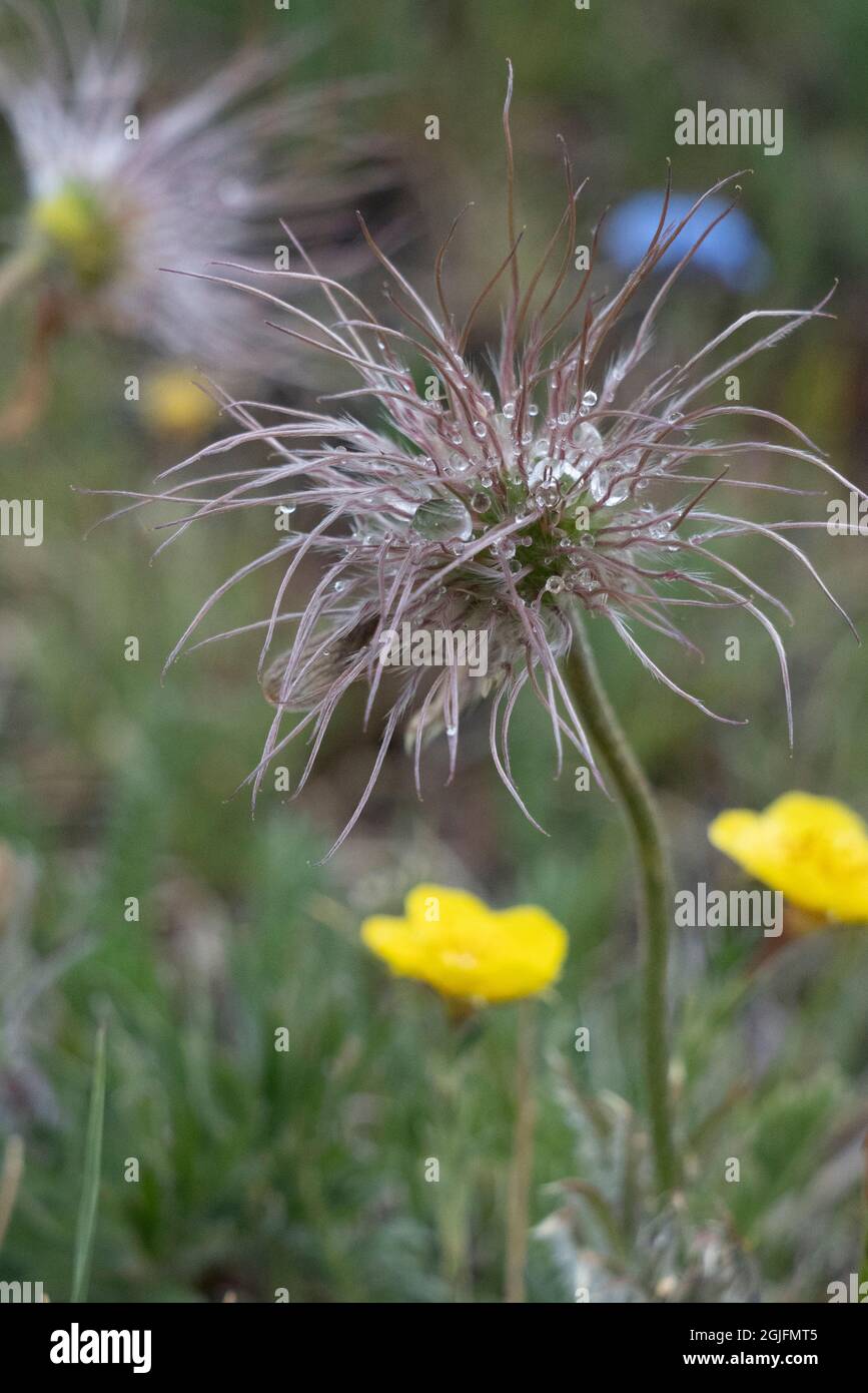 USA, Wyoming. Alpine Avens (Geum rossii), Passo Beartooth. Foto Stock