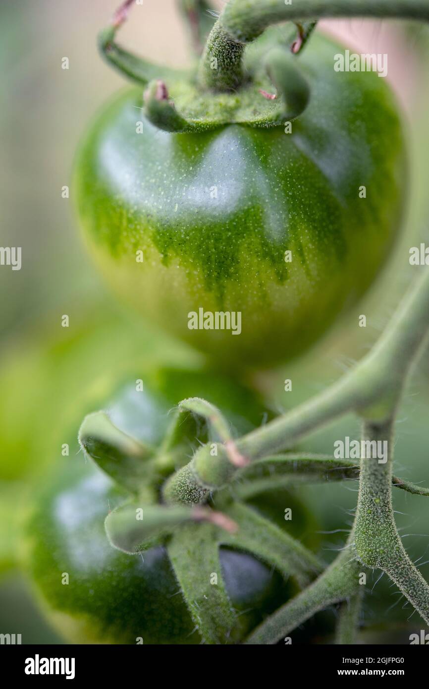 Pomodori che crescono in una serra Foto Stock