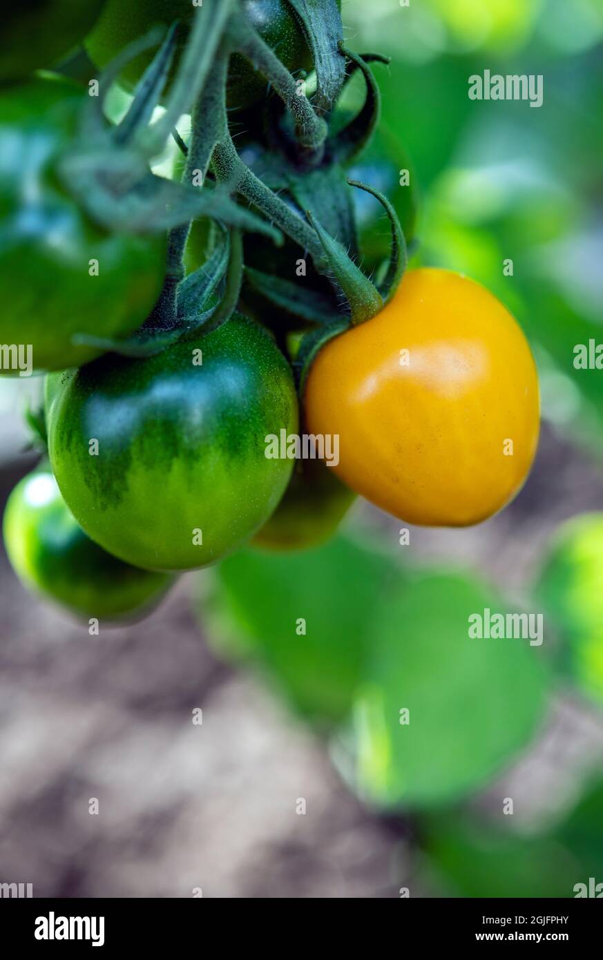 Pomodori che crescono in una serra Foto Stock
