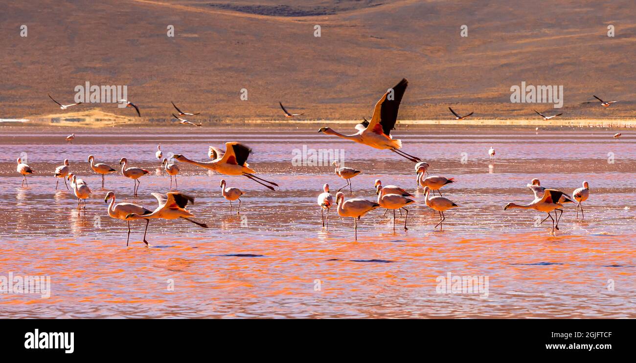 Gruppo di Flamingos a Laguna Colorada , Bolivia Foto Stock