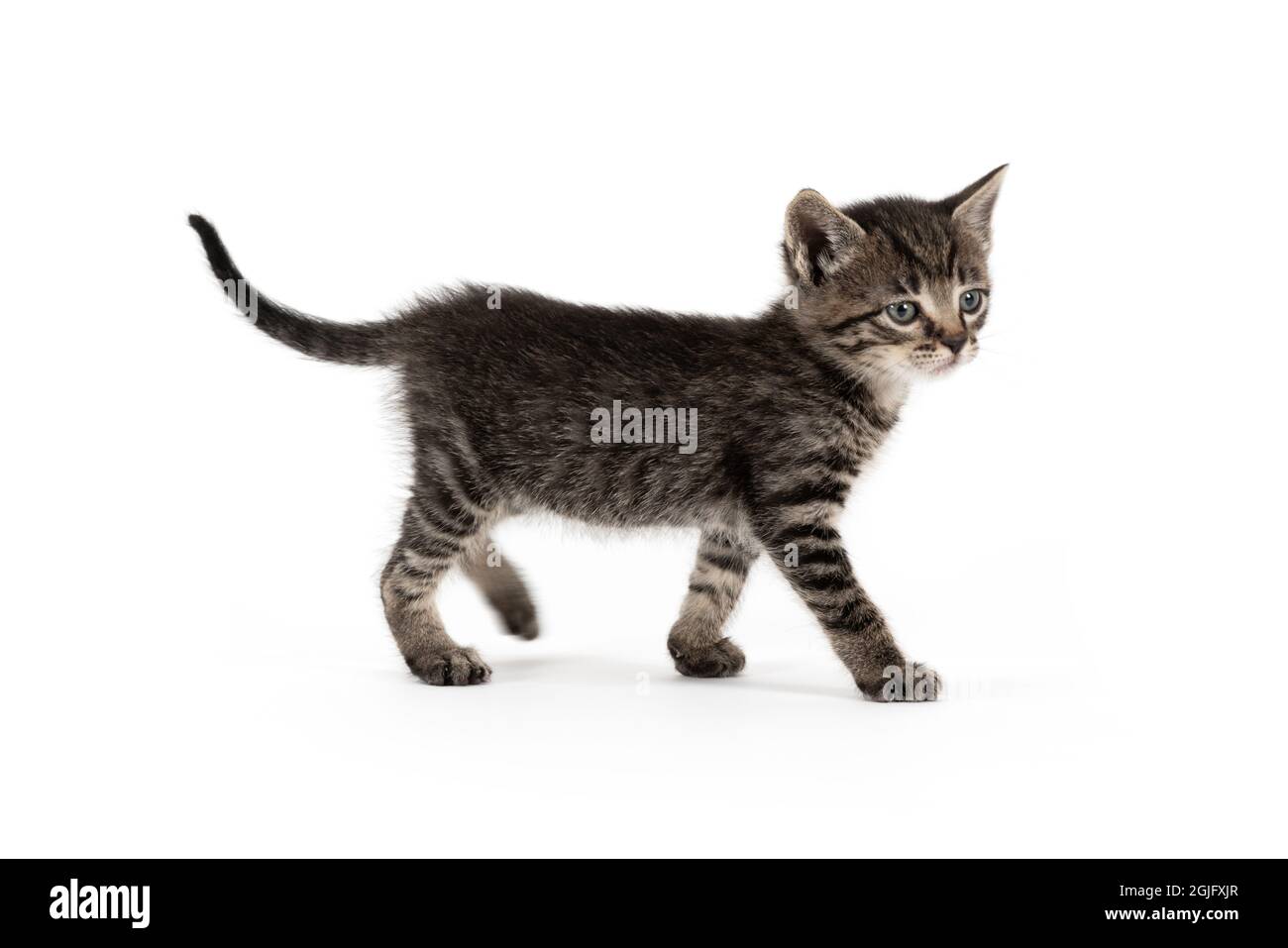Grazioso gatto grigio su sfondo bianco Foto Stock