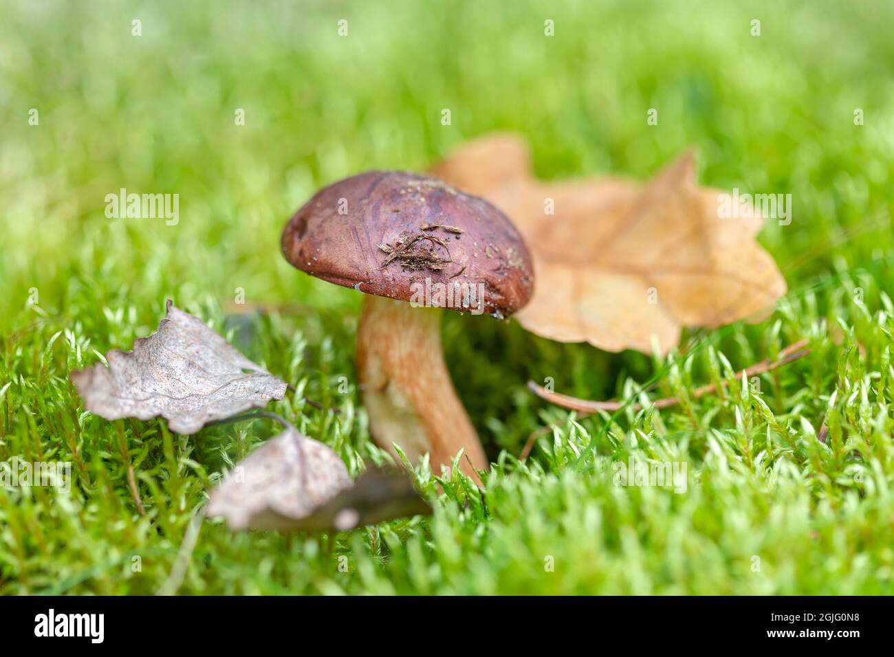 Bella stagione autunnale. Funghi leccinum commestibili nel muschio. Foto Stock