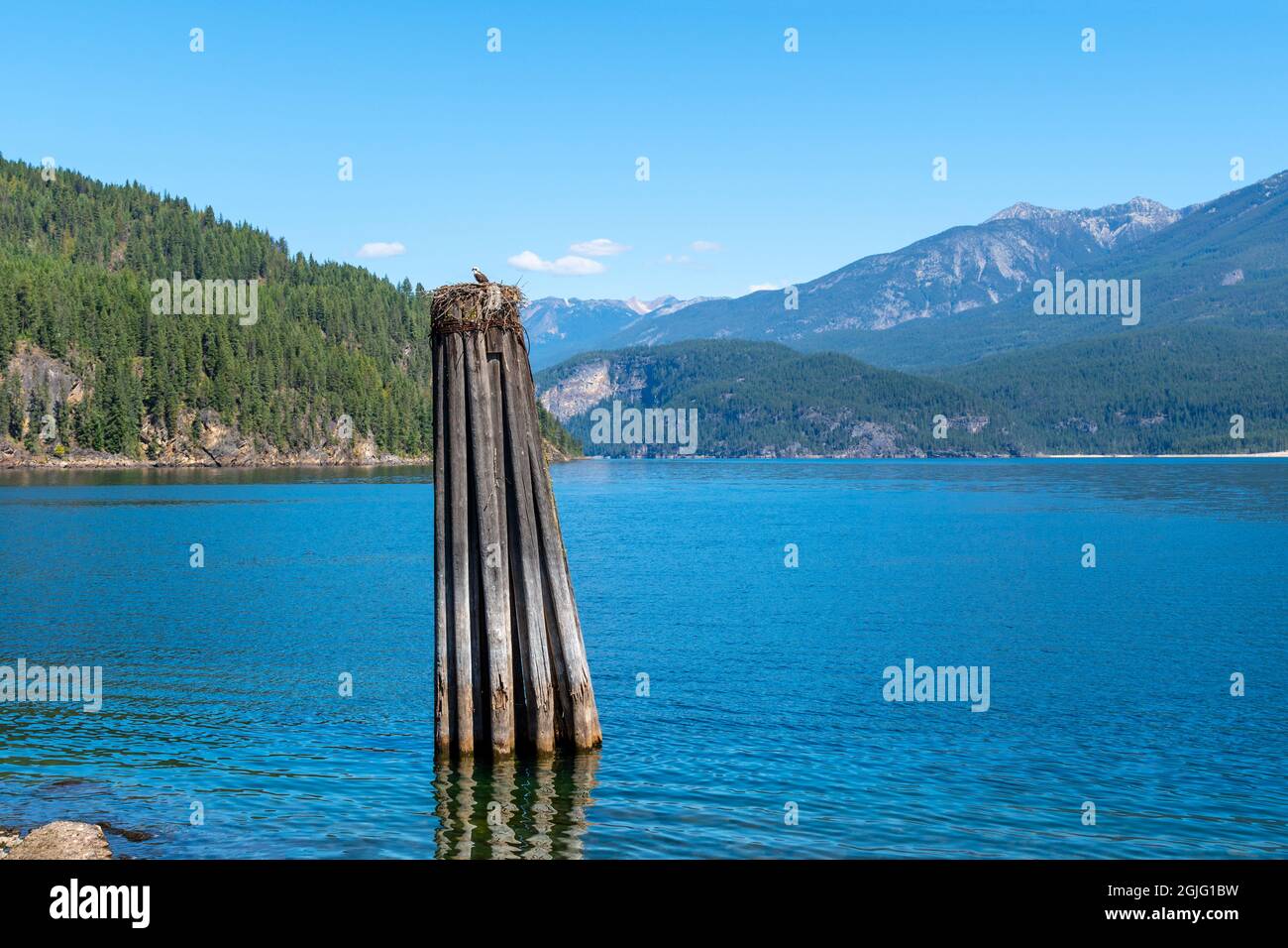 Un uccello dell'osprio custodisce il suo nido in cima ad un pilone di legno sul Lago di Kootenay, in Kaslo Bay, Kaslo BC Canada. Foto Stock