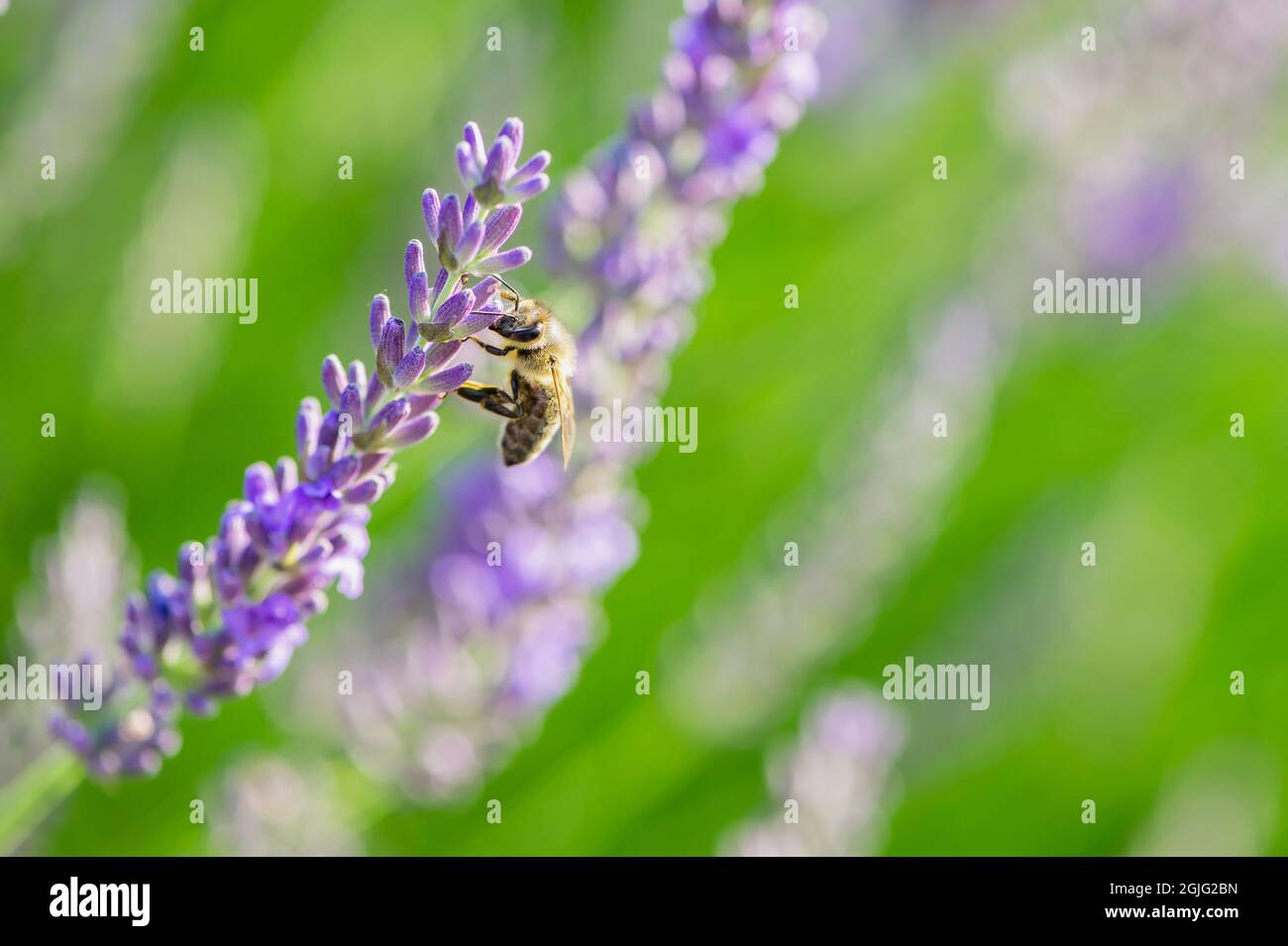 ape primo piano su un fiore di lavanda Foto Stock