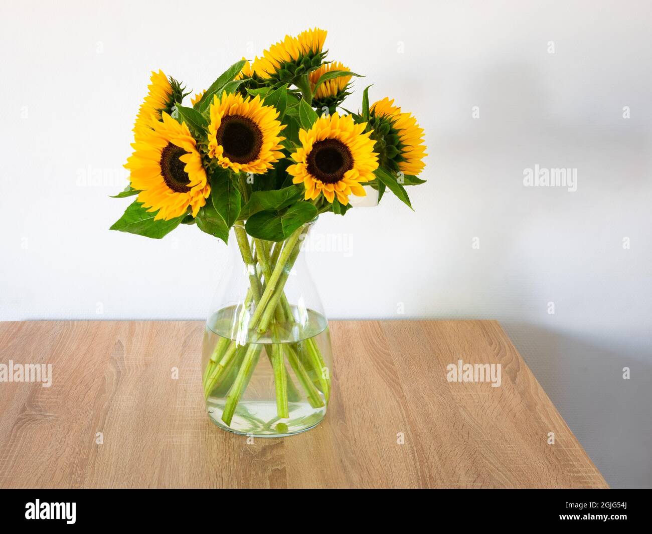 Vaso con girasoli gialli vibranti (Helianthus) su un tavolo Foto Stock