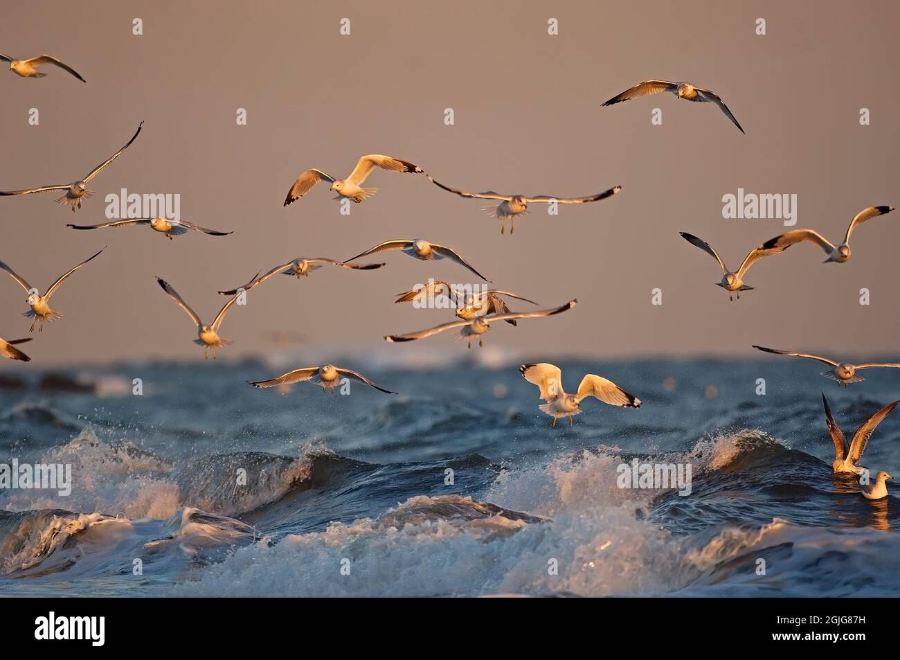 Un gregge di gabbiani che si aggirano sull'oceano nella drammatica luce del tardo pomeriggio Foto Stock