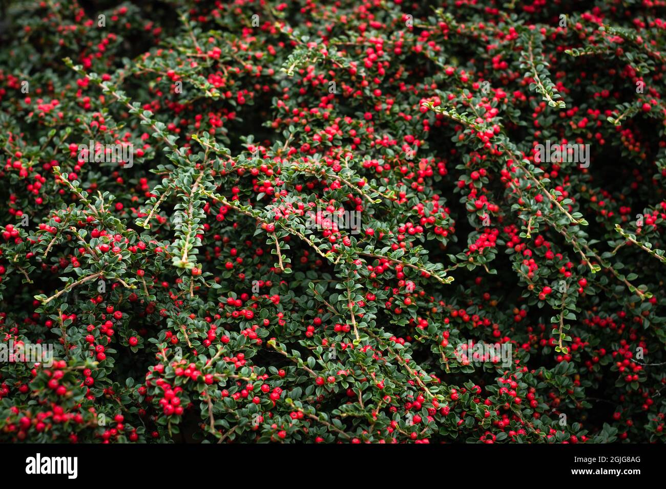 Cespuglio di Cotoneaster con bacche rosse e foglie verdi. Sfondo di texture rosso e verde. Ottimo per le decorazioni di Natale Foto Stock