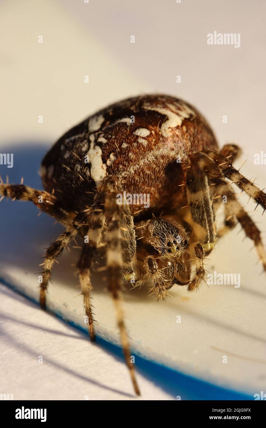 Ragno da giardino europeo: Araneus diadematus Foto Stock