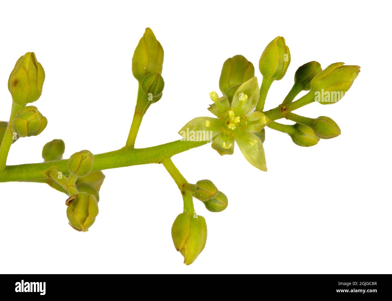 Vista della componente maschile aperta del fiore Avocado (Persea americana). Foto Stock