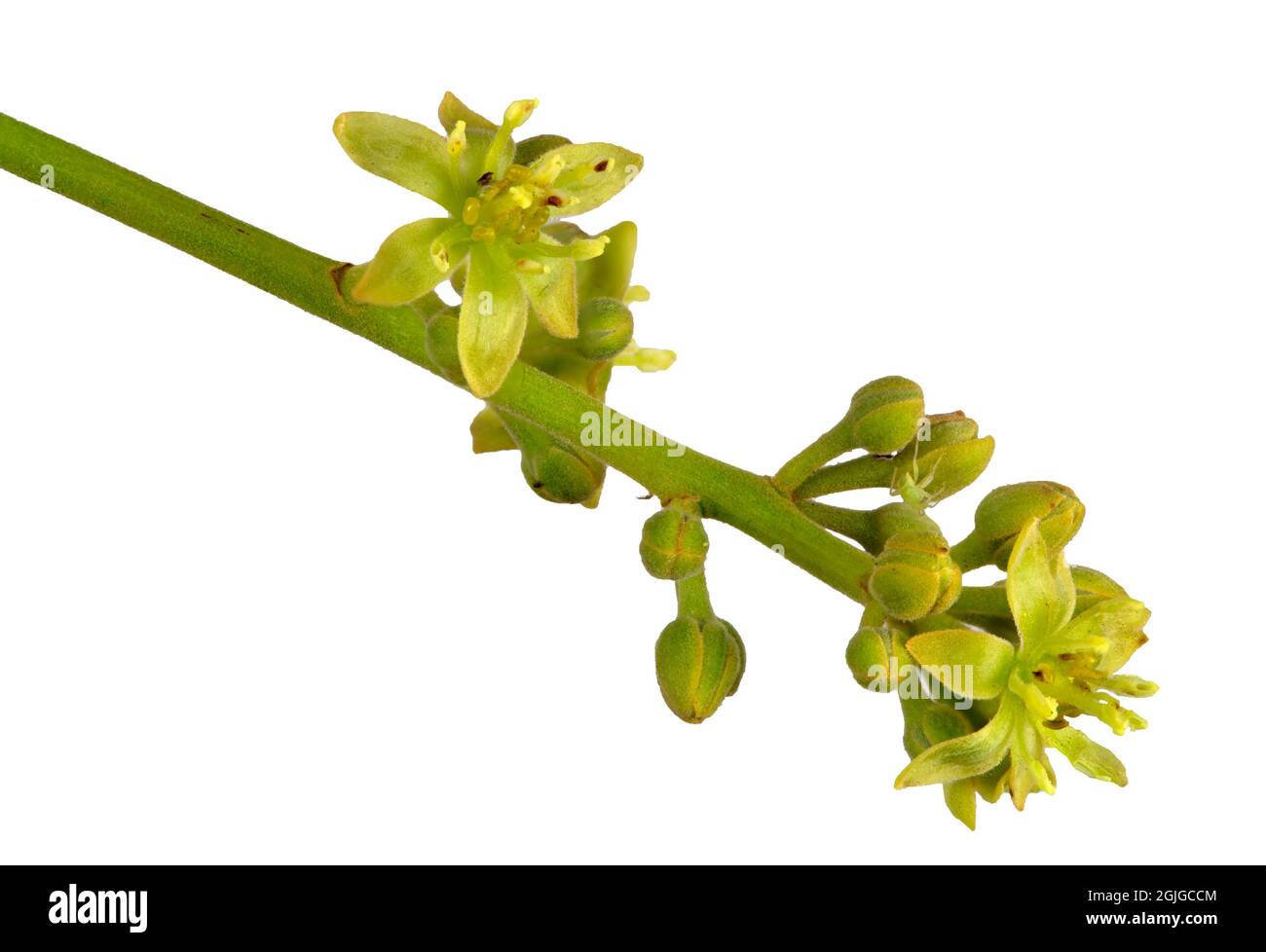 Vista della componente maschile aperta del fiore Avocado (Persea americana). Foto Stock