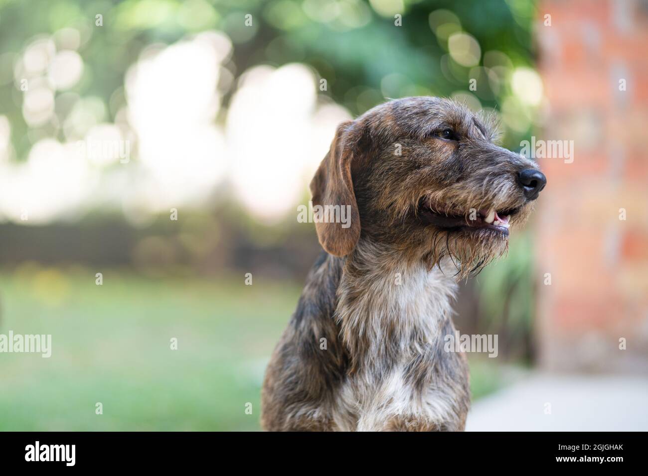 Foto di un giovane cane marrone seduto all'aperto Foto Stock