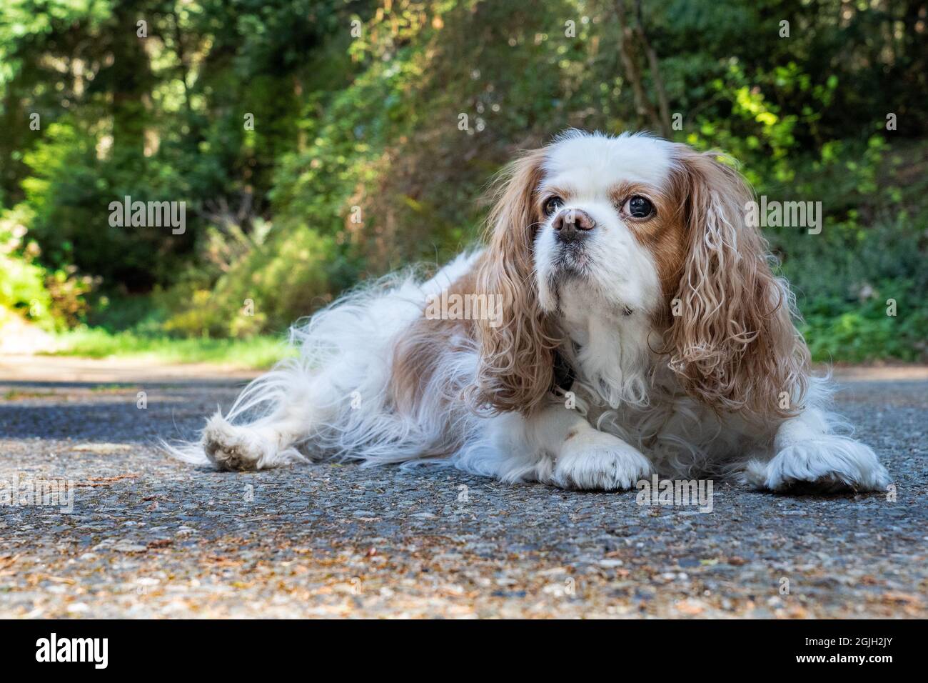Issaquah, Washington, Stati Uniti. Vecchio Cavalier re Charles Spaniel reclinato su un viale di cemento. (PR) Foto Stock
