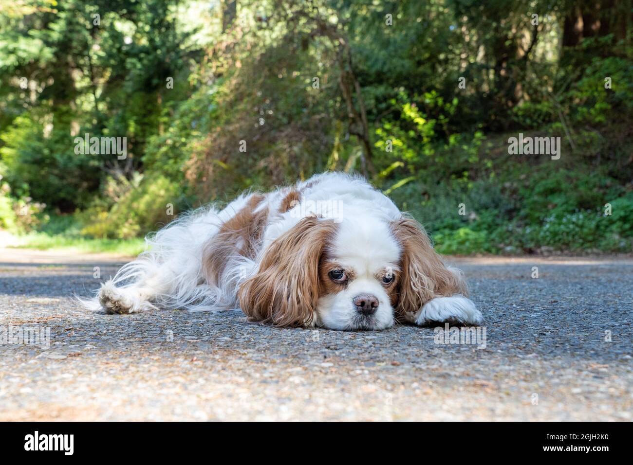 Issaquah, Washington, Stati Uniti. Vecchio Cavalier re Charles Spaniel reclinato su un viale di cemento. Foto Stock