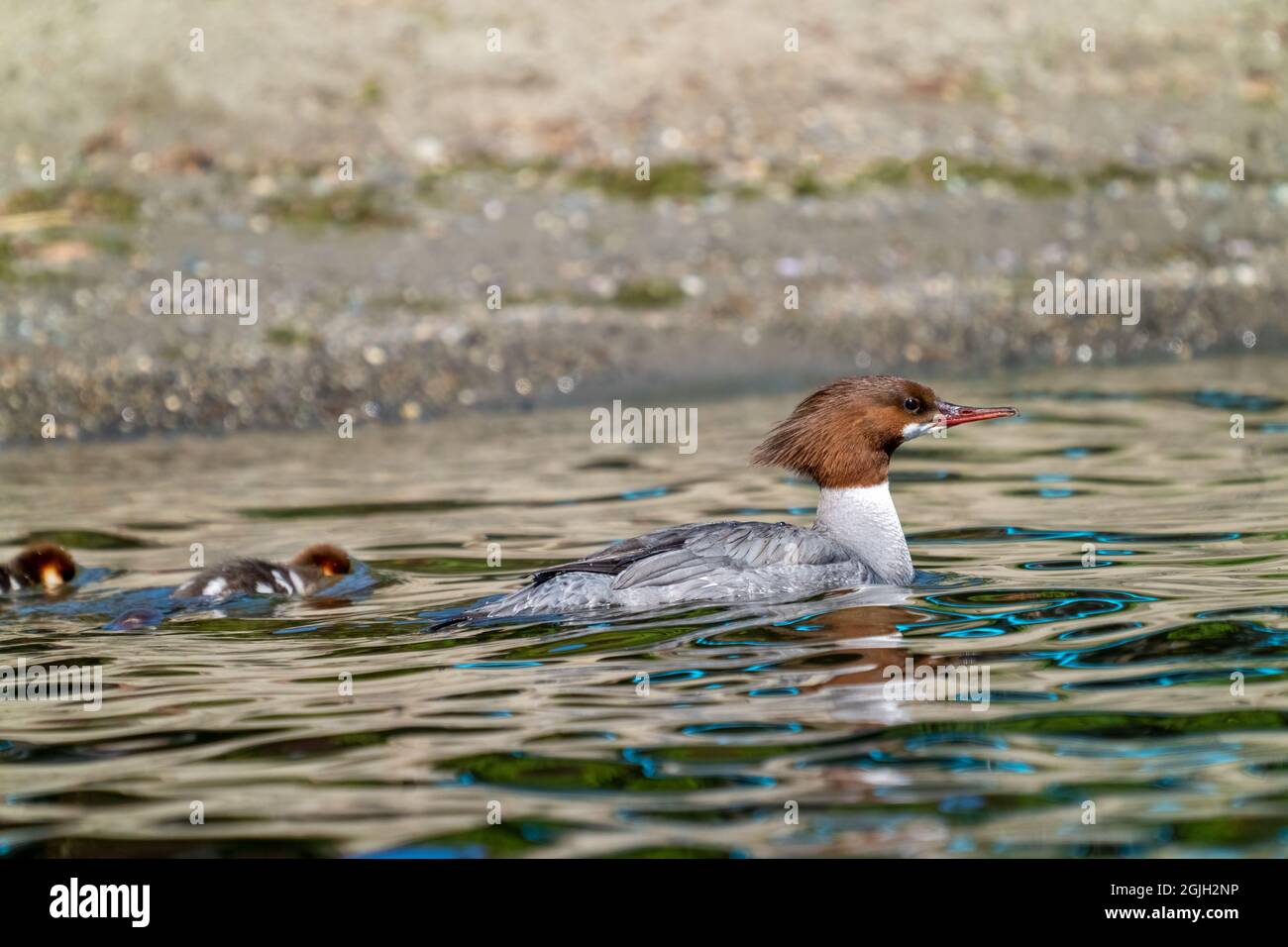 Issaquah, Washington, Stati Uniti. Femmina comune Merganser anatra e le sue anatroccoli che nuotano nel Lake Sammamish state Park. Foto Stock