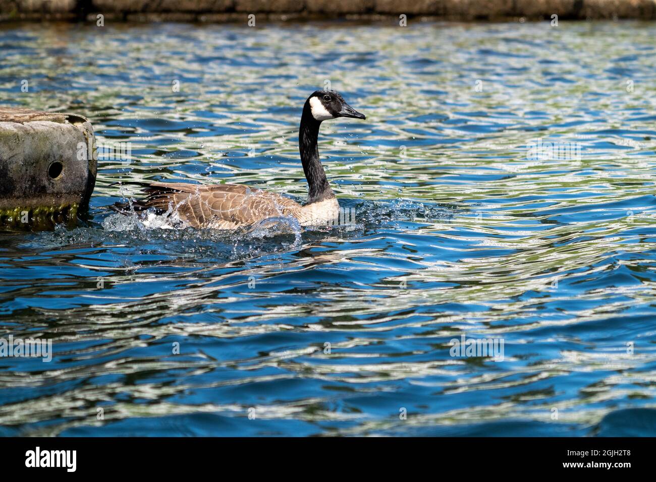 Issaquah, Washington, Stati Uniti. Canada Goose spruzzi come atterra in acqua nel Lake Sammamish state Park. Foto Stock