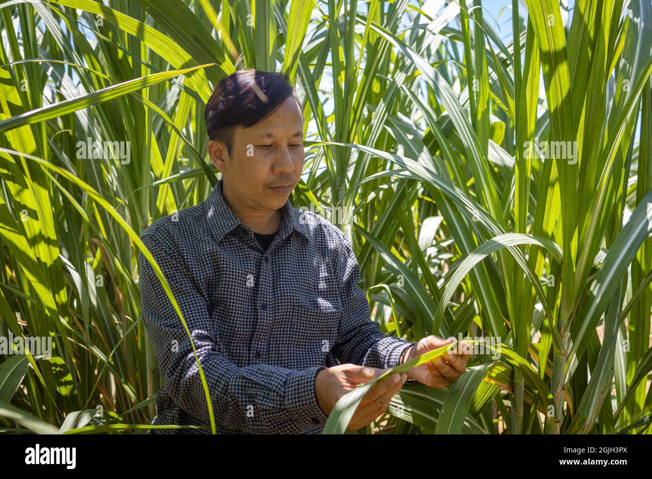 Ritratto di un contadino asiatico di giorno nella sua fiera fattoria. Foto Stock