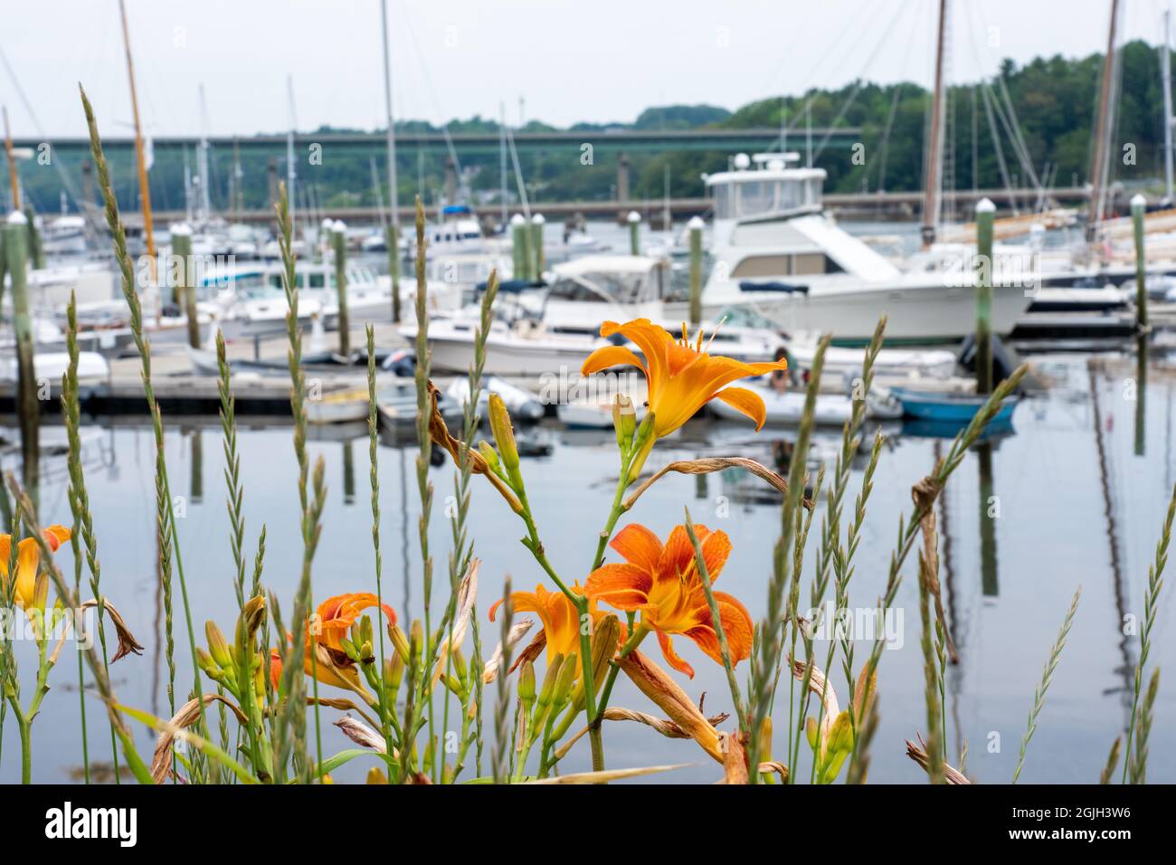Belfast, Maine, USA. Gigli arancioni che crescono accanto al porto di Belfast di barche sullo sfondo Foto Stock
