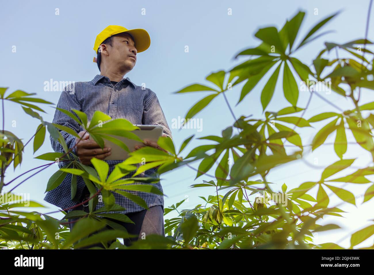 Gli agricoltori asiatici utilizzano i tablet digitali per raccogliere informazioni e analizzare le colture nei loro campi. Foto Stock