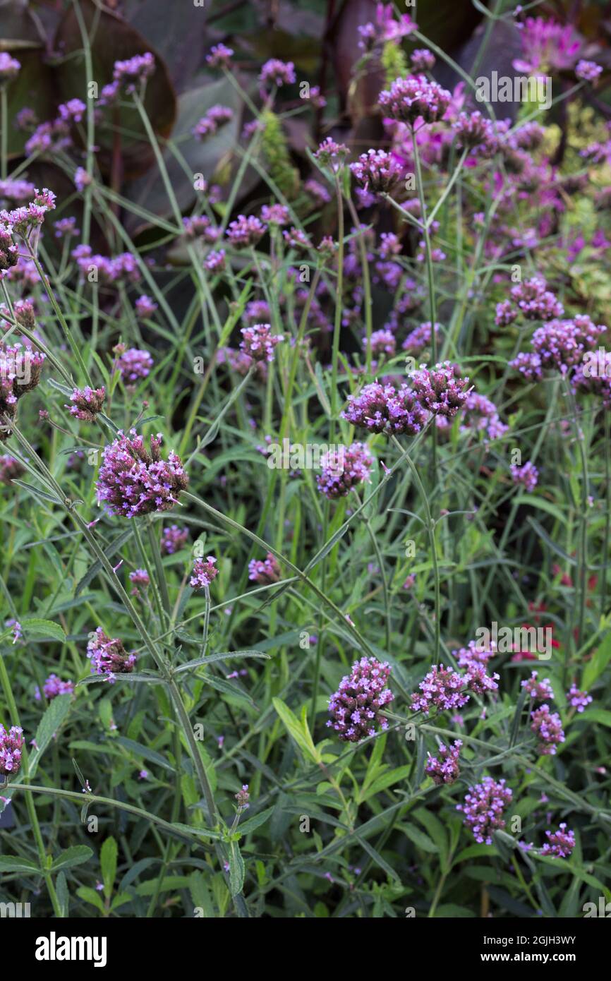 Verbena bonariensis 'Buenos Aires' Foto Stock