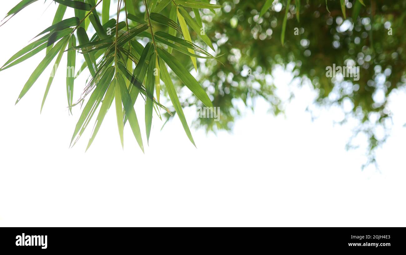 Sfondo a tema naturale, foglie di bambù su sfondo bianco. Foto Stock