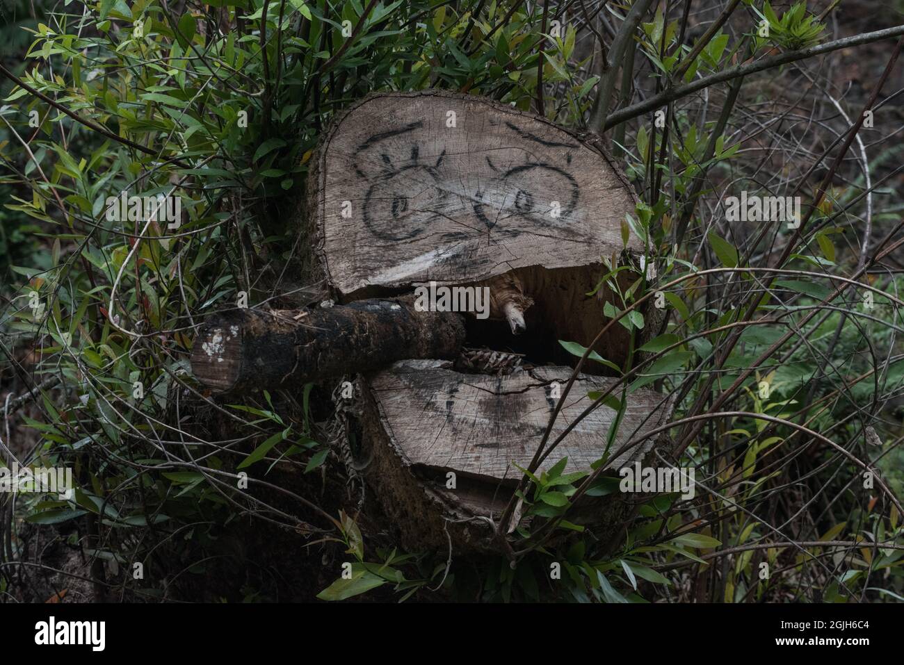 Una faccia divertente disegnata sul ceppo di un albero tagliato in una foresta della California. Foto Stock
