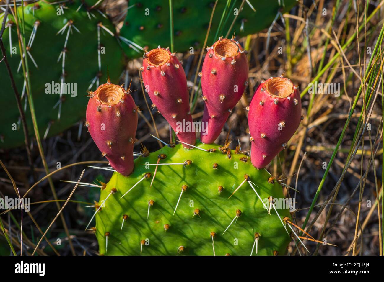 Le pere rosse di Prickly- frutta crescono maturi sulla cima di Prickly Pear Cactus (Cactacea) vicino East Plum Creek, Castle Rock Colorado USA. Foto scattata nel mese di agosto. Foto Stock