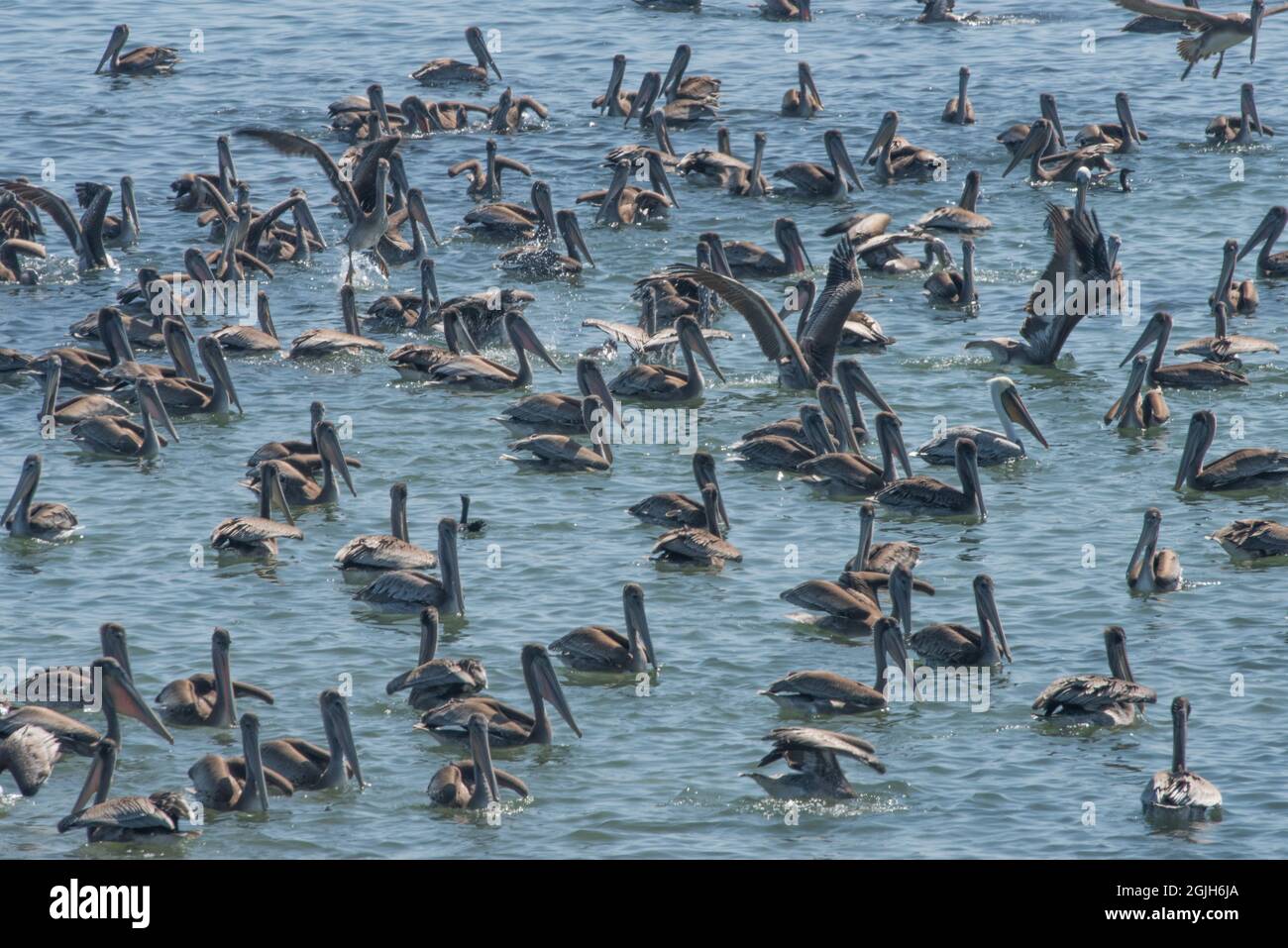 Un gregge di pellicani bruni (Pelecanus occidentalis), gli uccelli marini galleggiano sull'acqua al largo della costa occidentale della California nell'oceano Pacifico. Foto Stock