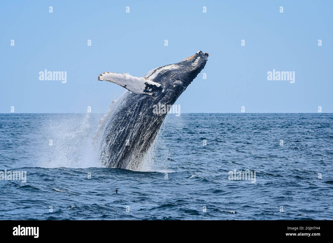 La balena humpback (Megaptera novaeangliae) si tuffa dall'acqua con un grande spruzzi e spruzzi. Formato orizzontale. Spazio di copia. Foto Stock