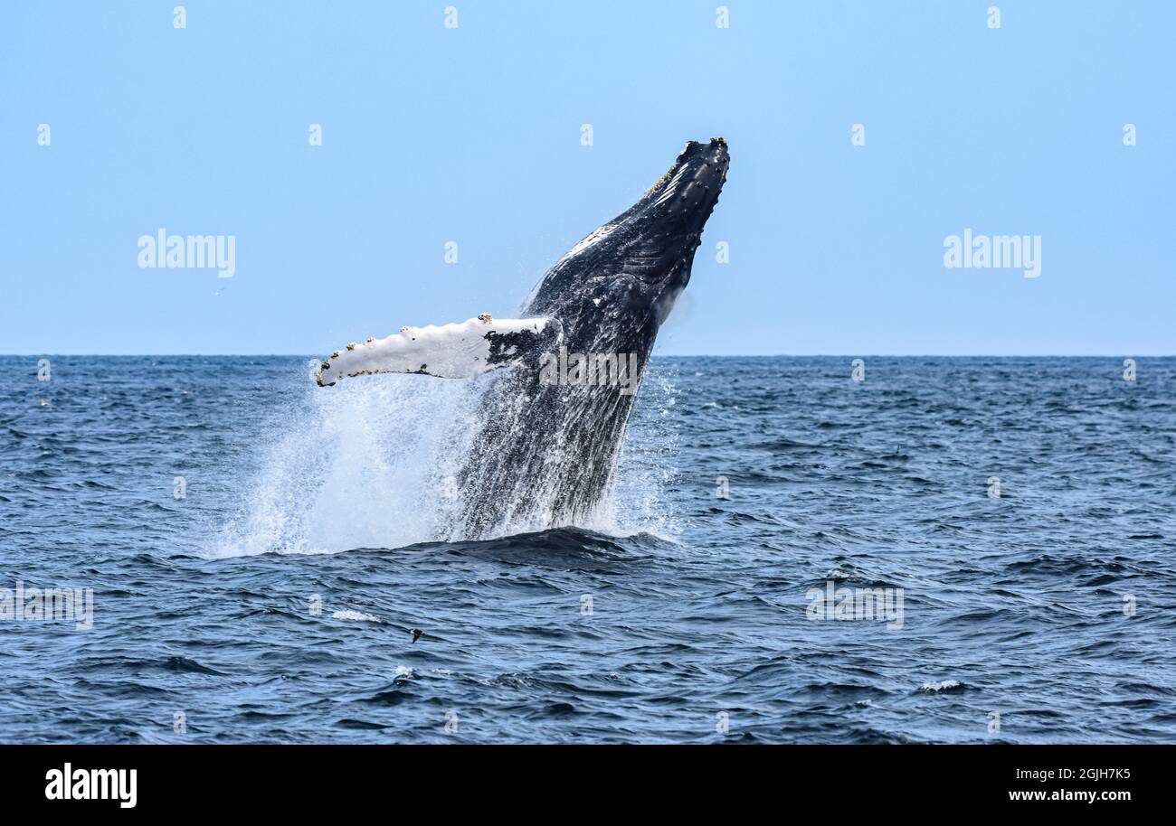 Una balena Humpback (Megaptera novaeangliae) inizia a infrangersi, spingendo il suo enorme corpo fuori dall'acqua con la sua potente pinna di coda. Spazio di copia. Foto Stock
