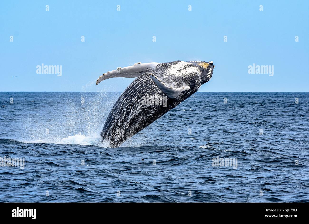 Una balena humpback (Megaptera novaeangliae) si infrange con una torsione mentre cade di nuovo all'oceano. Spazio di copia. Foto Stock
