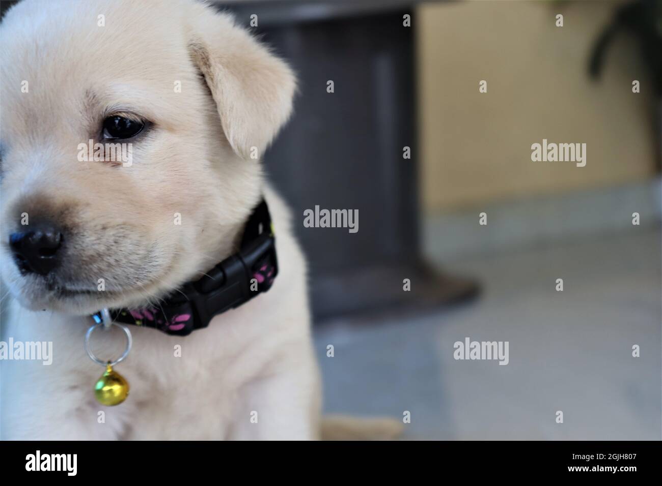 Carino Labrador cucciolo a metà faccia Foto Stock