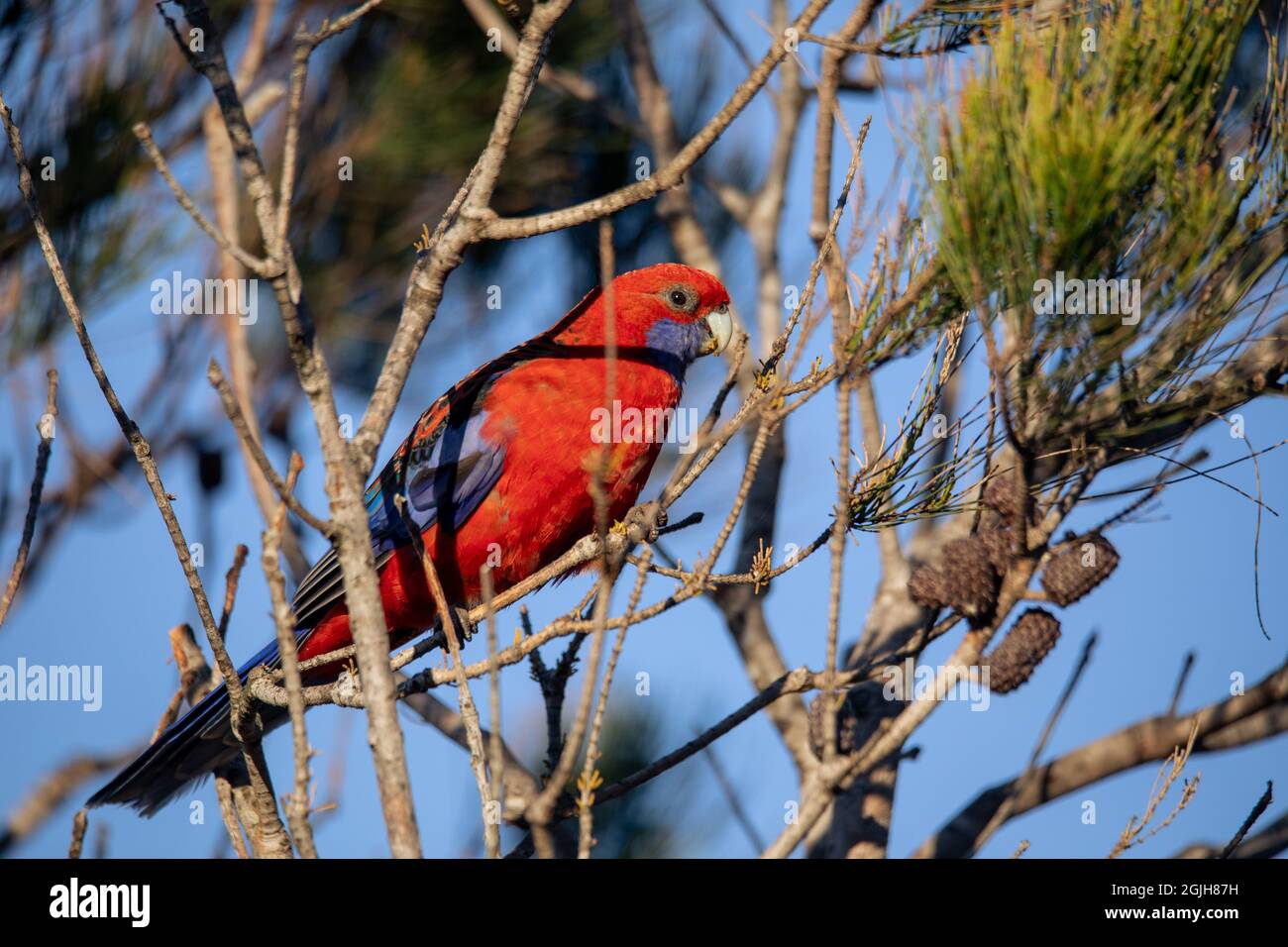 Crimson Rosella. Pappagallo nativo australiano. Fauna australiana. Foto Stock