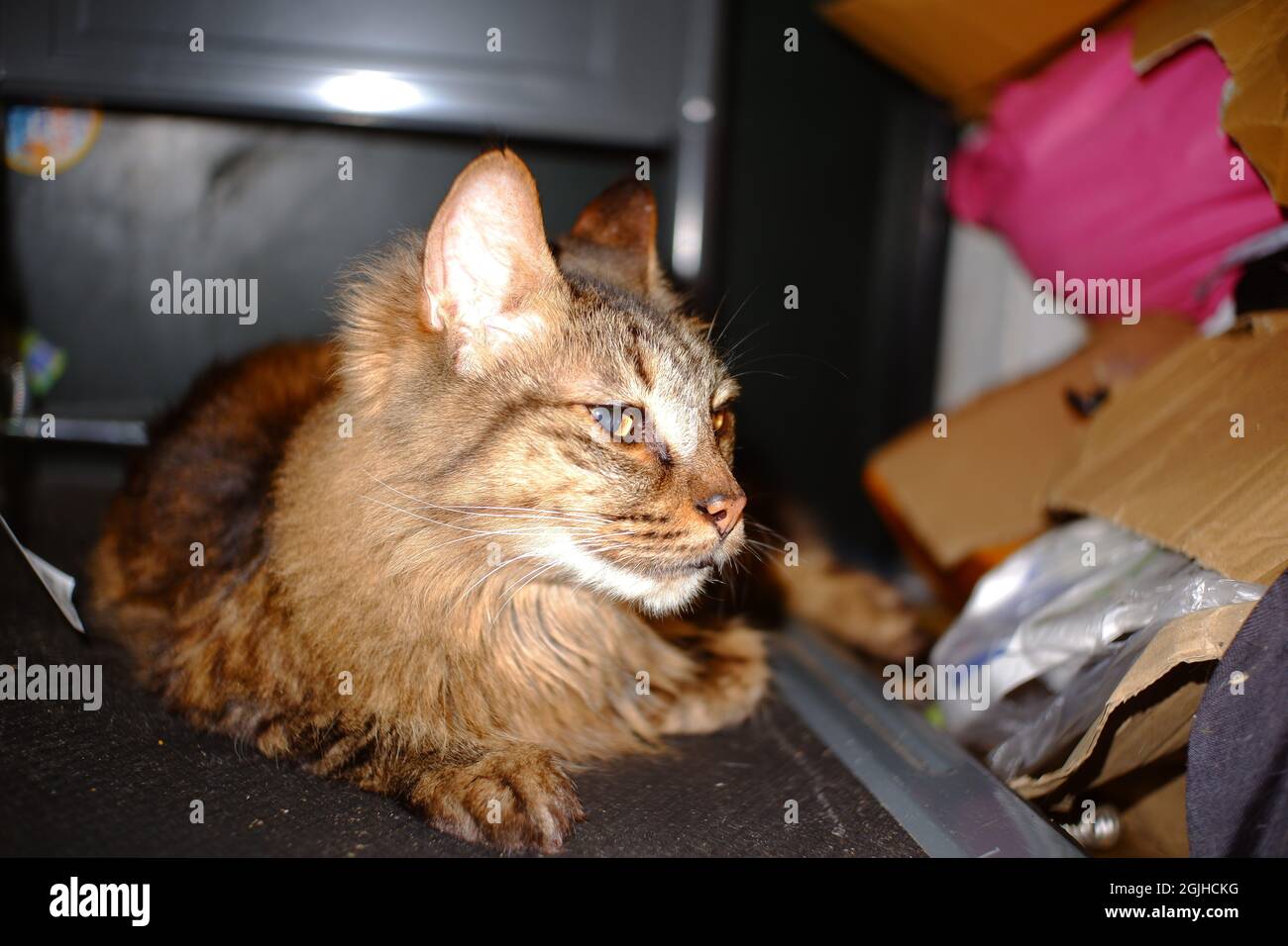 Lungo capelli buoni osservare tabby gatto ragazzo rilassarsi sul carrello mano Foto Stock