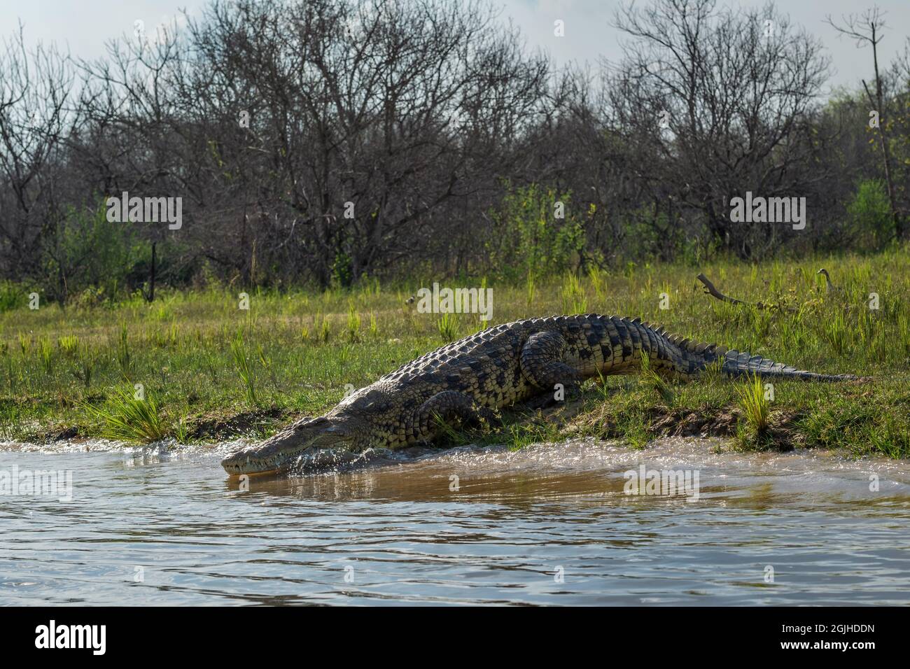 Coccodrillo del Nilo - Crocodylus niloticus, grande coccodrillo dai laghi e fiumi africani, fiume del Nilo, cascate di Murchison, Uganda. Foto Stock