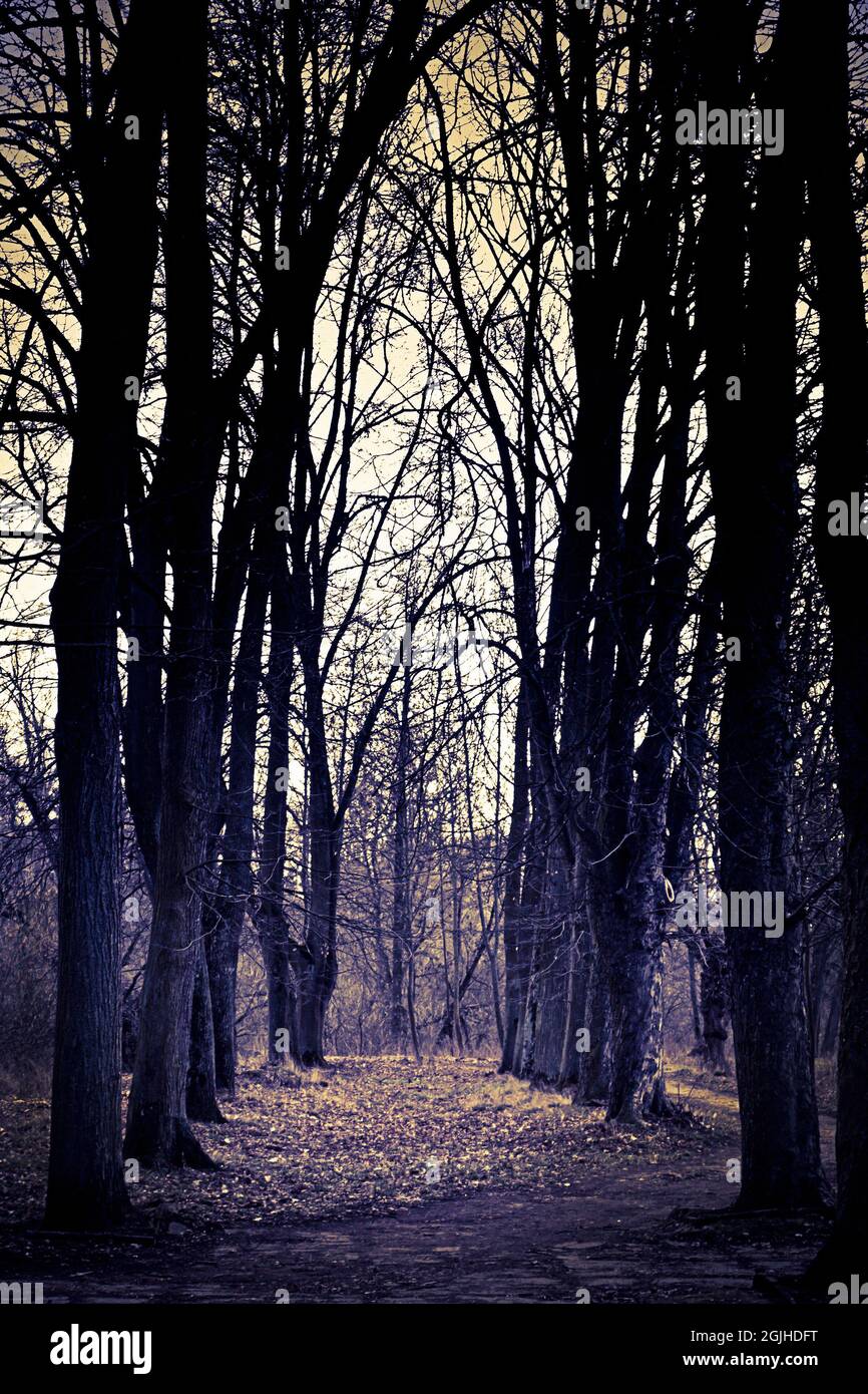 percorso in natura tra alberi Foto Stock