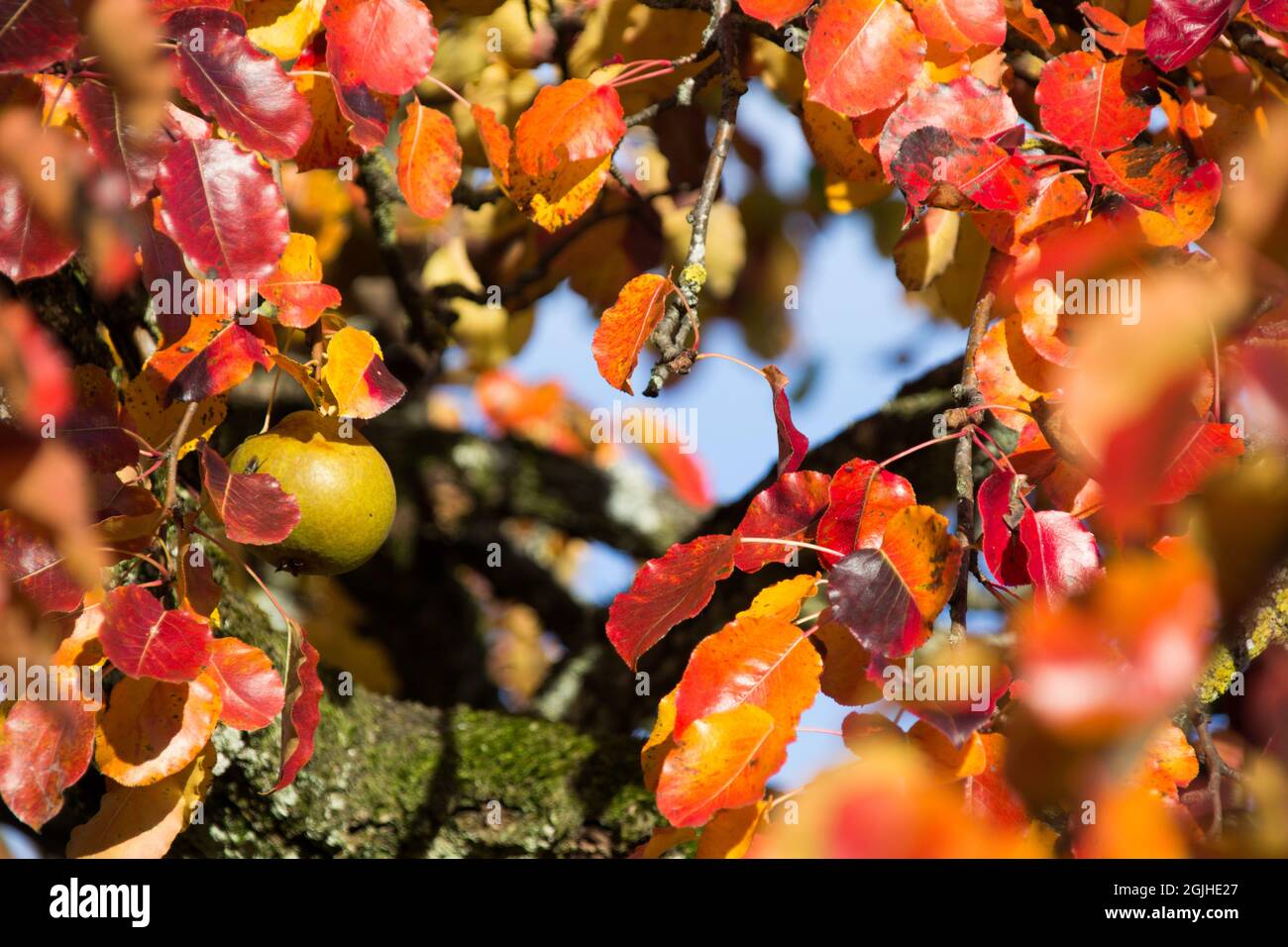 Fogli di autunno Foto Stock