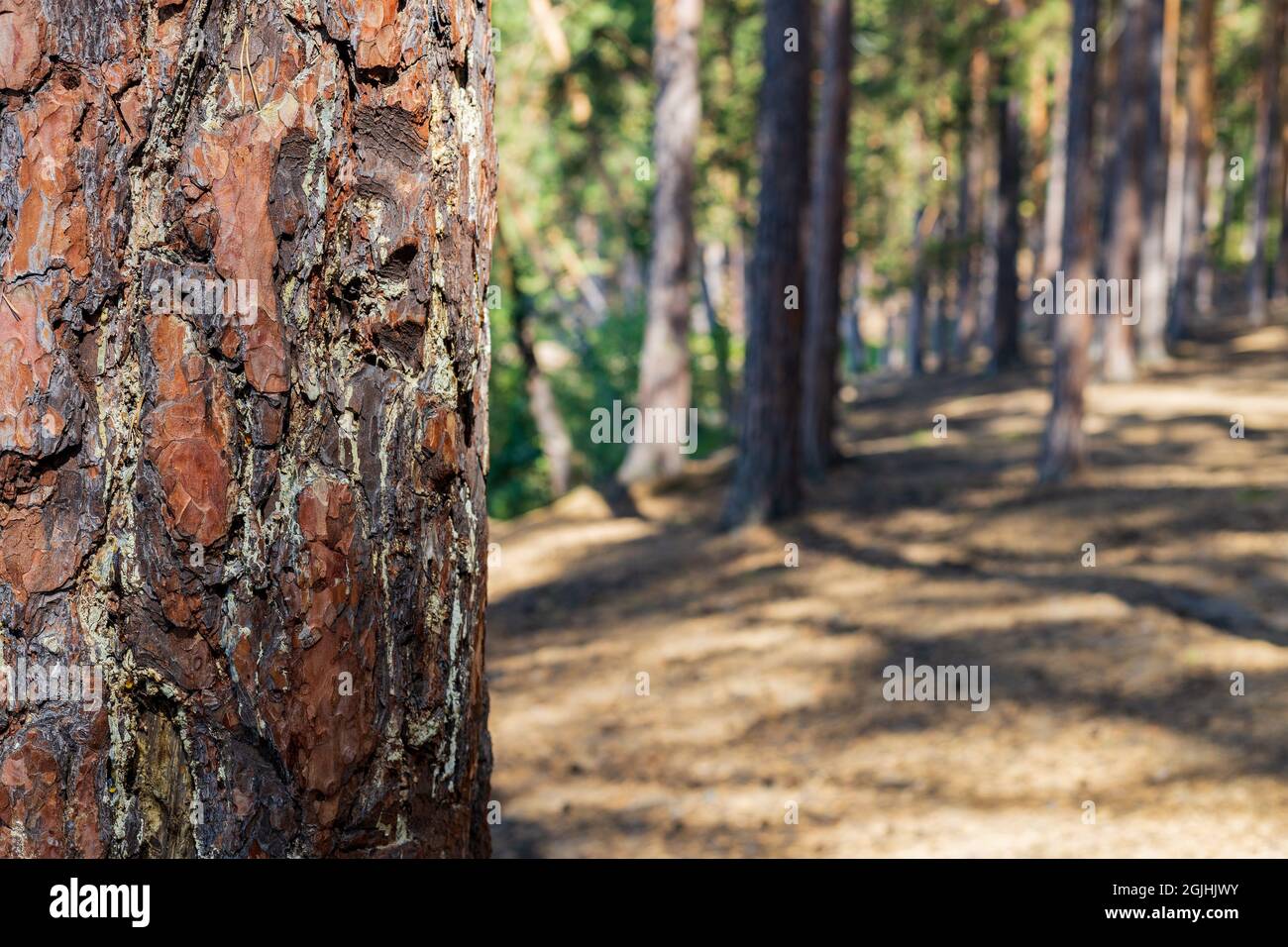 Primo piano di un tronco di pino. Pineta su un giorno di sole soft focus. Foresta di conifere del nord. Ambiente. Natura ed ecologia background Foto Stock