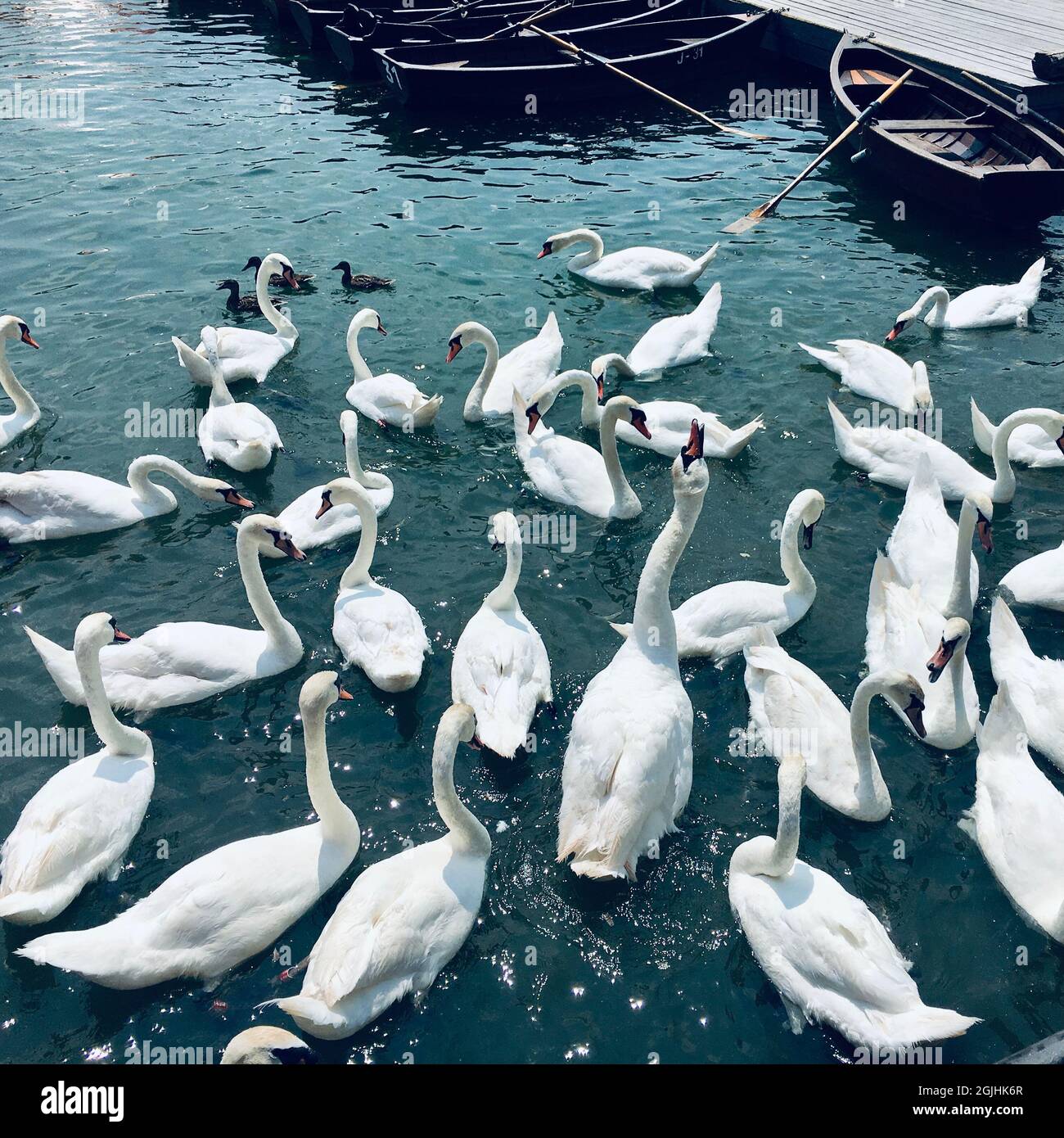 Gruppo di cigni bianchi in un lago con barche sullo sfondo Foto Stock