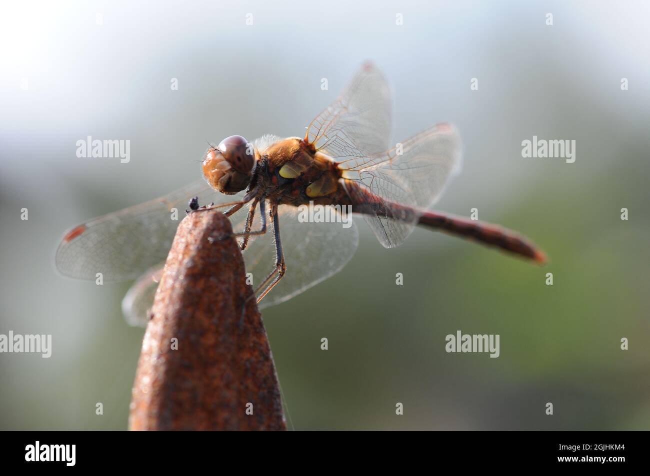 Libellula Foto Stock