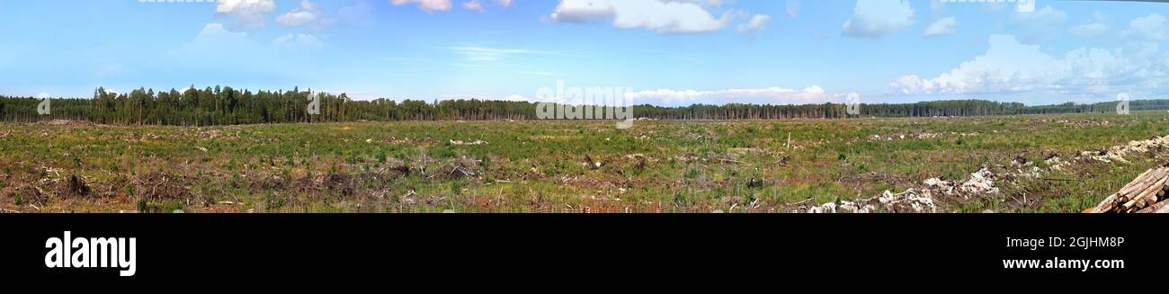 Taglia su terra. Panorama del taglio continuo nelle foreste settentrionali Foto Stock