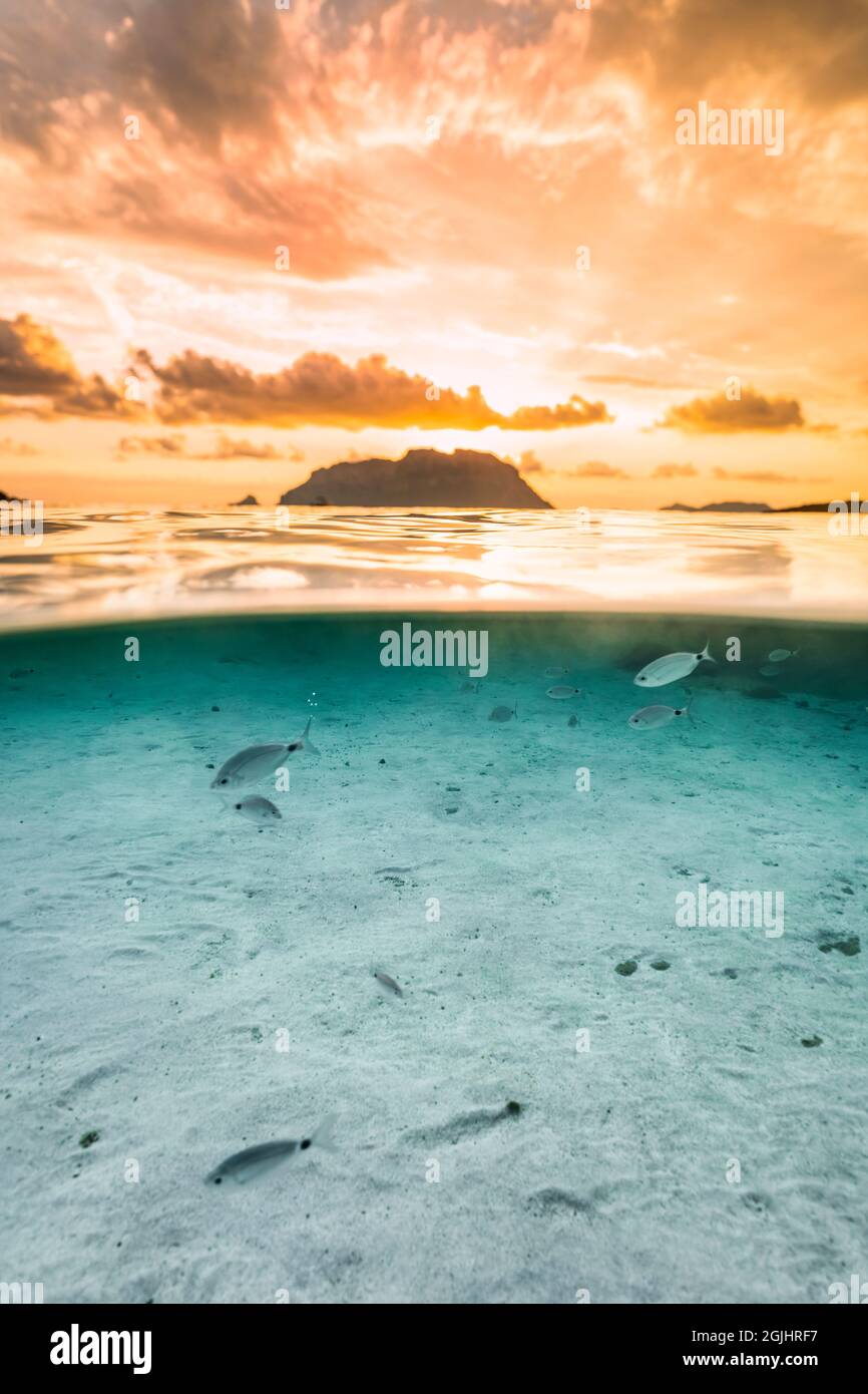 Shot diviso, sopra sotto la superficie dell'acqua. Vista di alcuni pesci sotto la linea d'acqua con l'isola di Tavolara defocused sulla superficie durante l'alba bella. Foto Stock