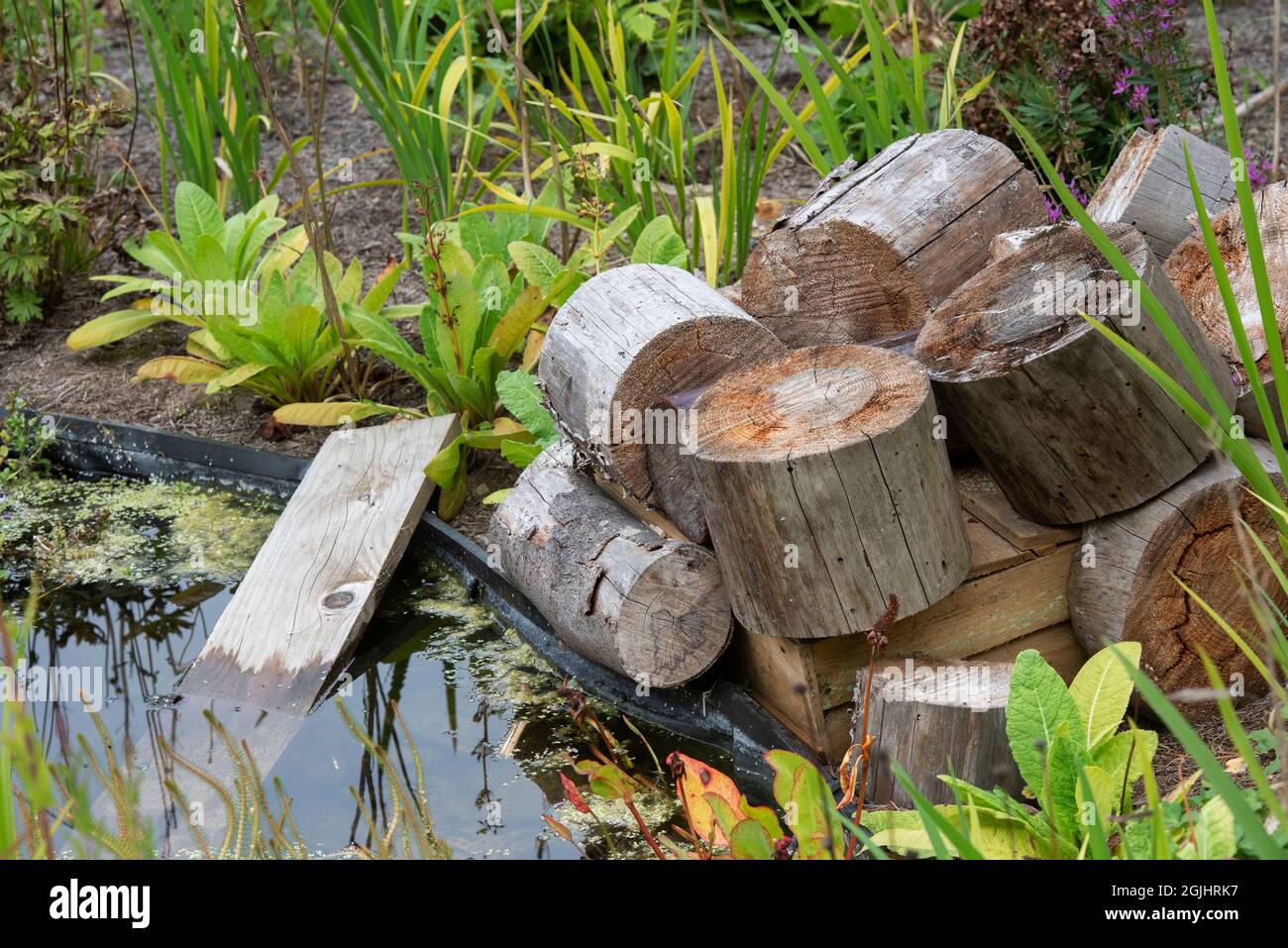 Cumulo di tronchi e rampa di legno acqua presso uno stagno fauna selvatica. REGNO UNITO Foto Stock