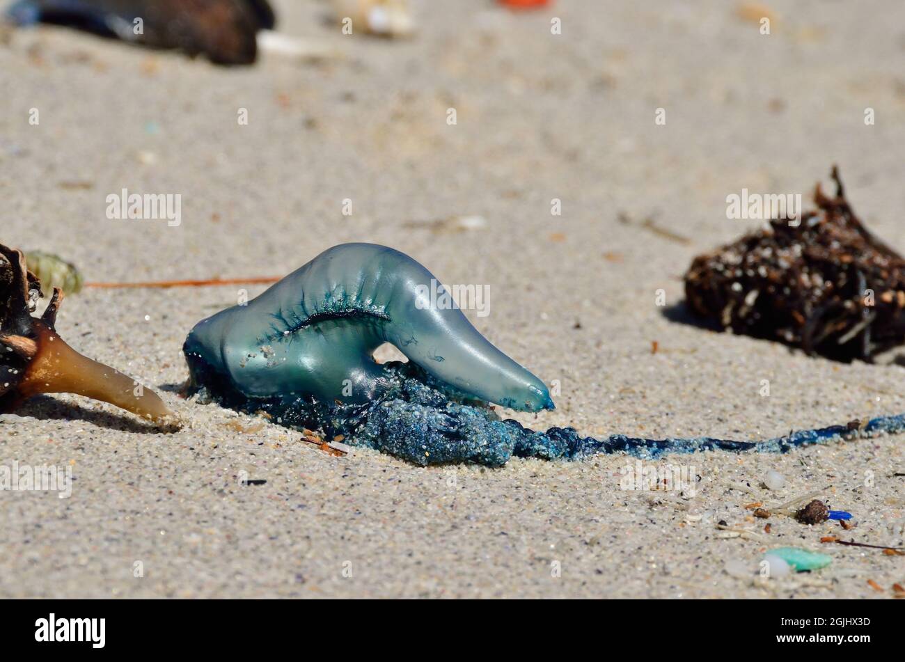 Kleine Portugiesische Galeere, portoghese uomo o' guerra, meduse in bottiglia blu, Physalia utriculus, Südafrika, Sudafrica Foto Stock
