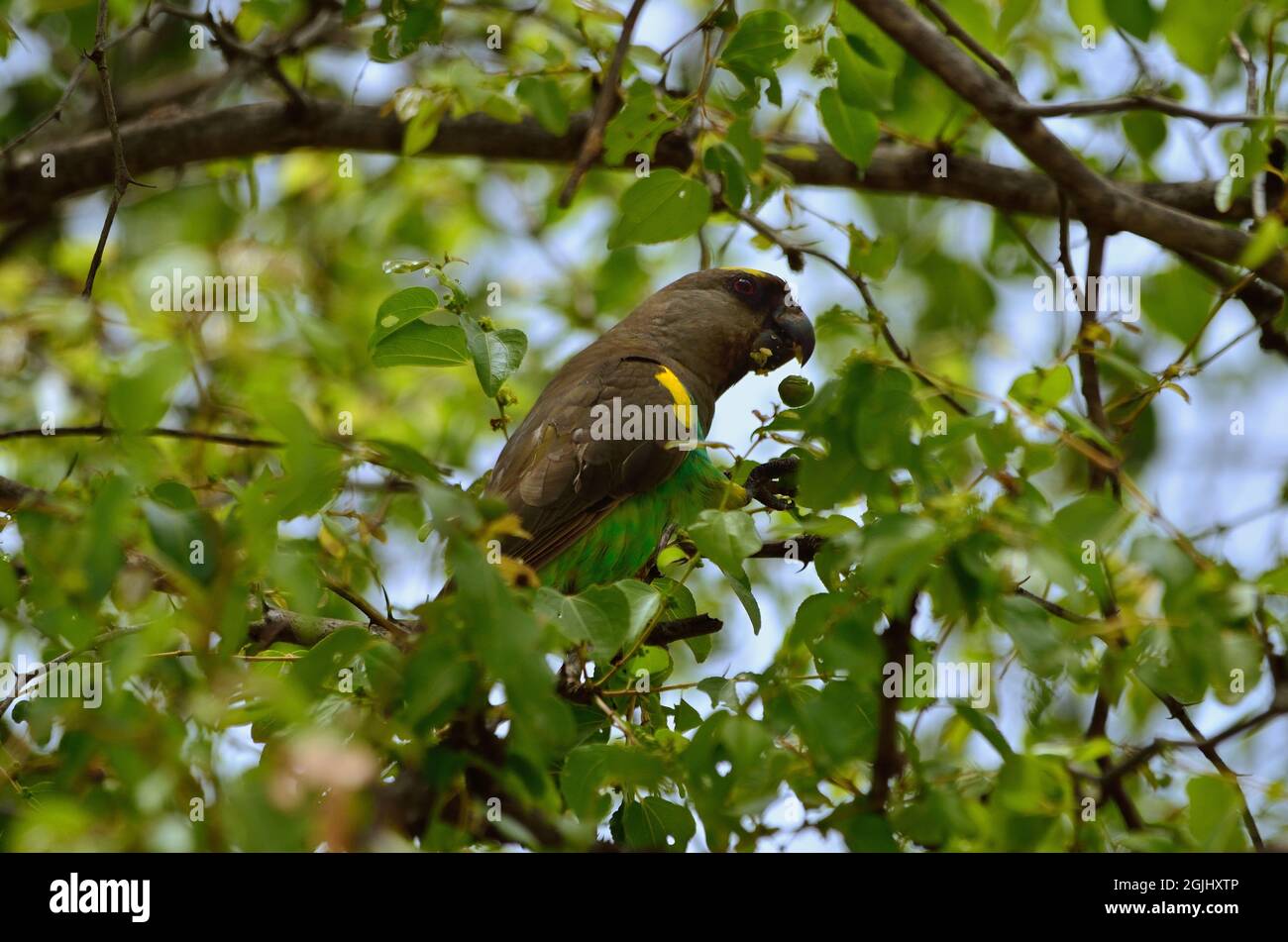 Goldbugpapagei, pappagallo marrone, pappagallo di Meyer, Poicephalus meyeri, Tarangire-Nationalpark, Tansania, Ostafrika, Africa orientale Foto Stock
