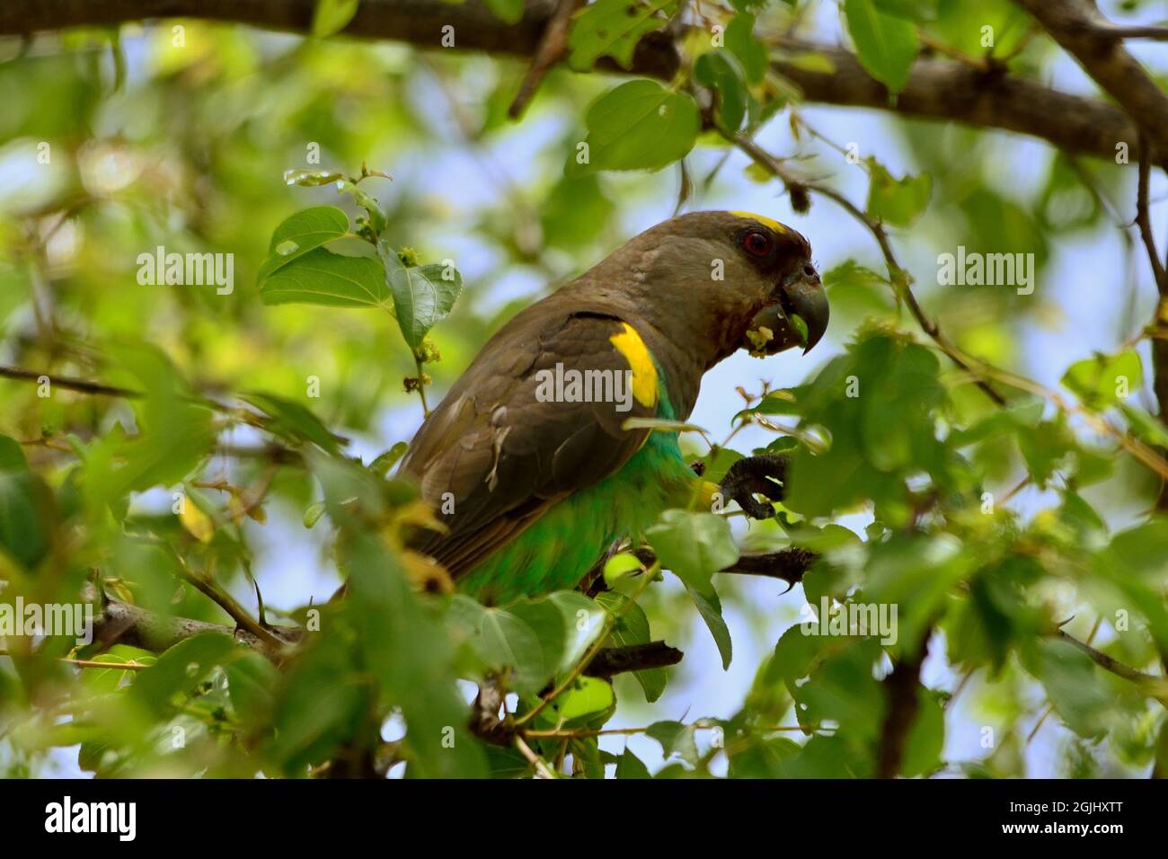 Goldbugpapagei, pappagallo marrone, pappagallo di Meyer, Poicephalus meyeri, Tarangire-Nationalpark, Tansania, Ostafrika, Africa orientale Foto Stock