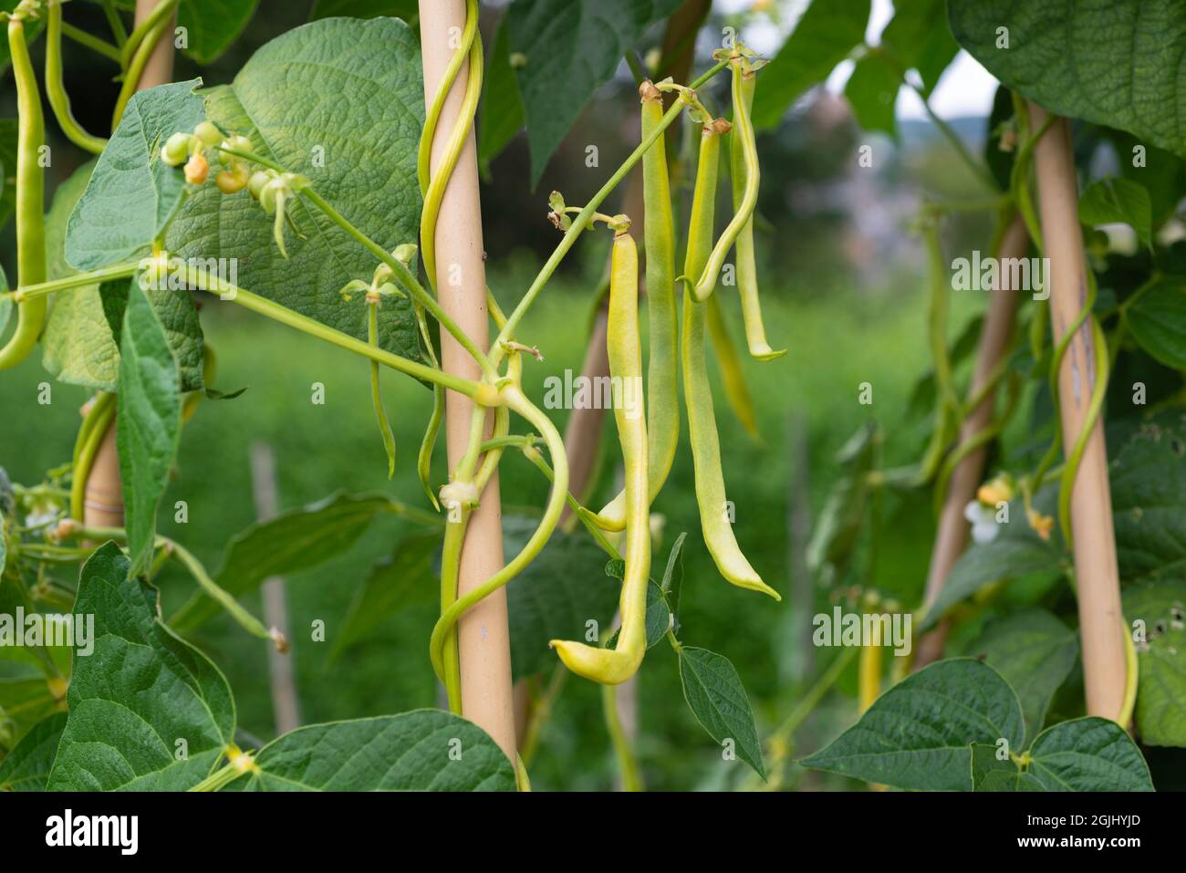 Rampicando i fagioli gialli del palo 'cera del Kentucky del wonder' che crescono su un'assegnazione, South Yorkshire, Inghilterra, Regno Unito. Foto Stock